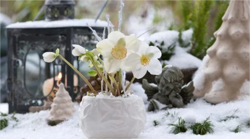 Christrose pflegen draussen im Schnee zarte weisse Blueten