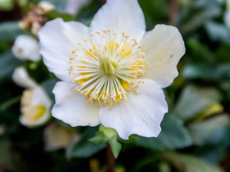 Christrose pflegen im Garten zarte weisse Blueten Koenigin der winterbluehenden Stauden