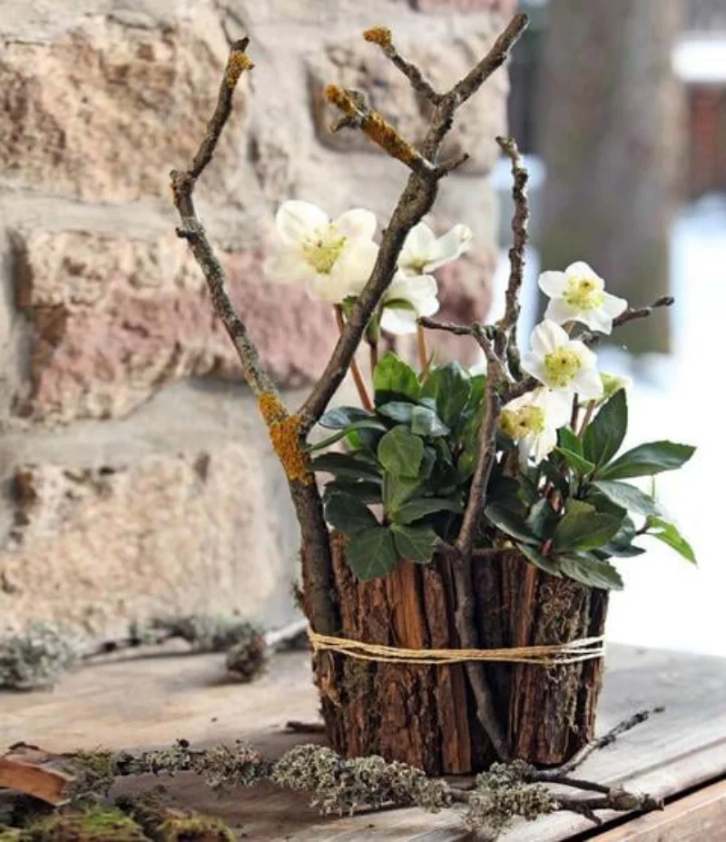 Christrose pflegen im Topf Blickfang in der Winterdeko zu Hause