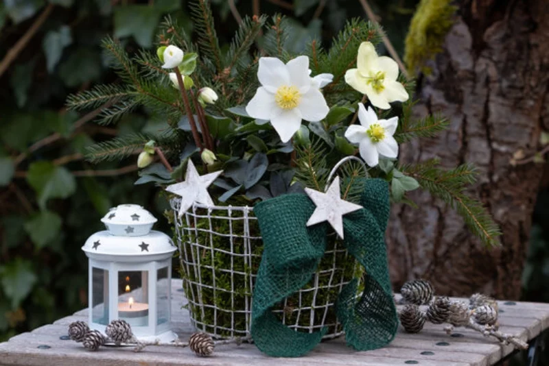 Christrose pflegen langlebige Staude blueht im Dezember perfekt fuer dekorative Zwecke