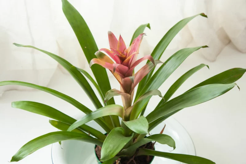 bromelien pflanzen fuer dunkle raeume