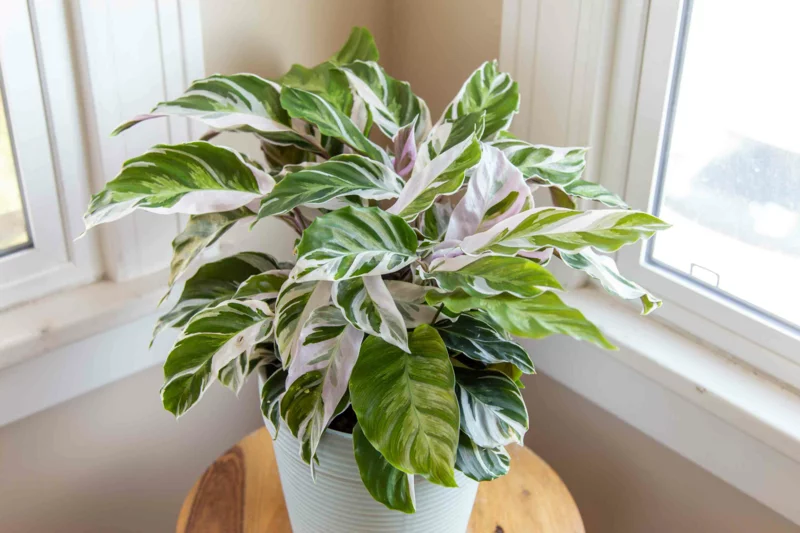 calathea pflanzen fuer dunkle raeume