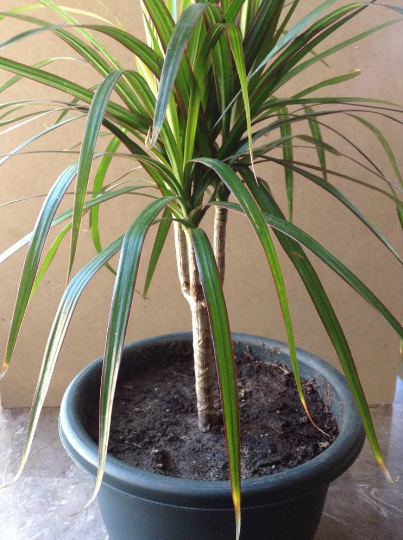 drachenbaum pflege dracaena marginata pflegetipps