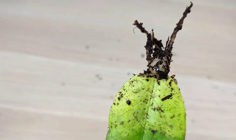 glücksfeder vermehren Zamioculcas blatt