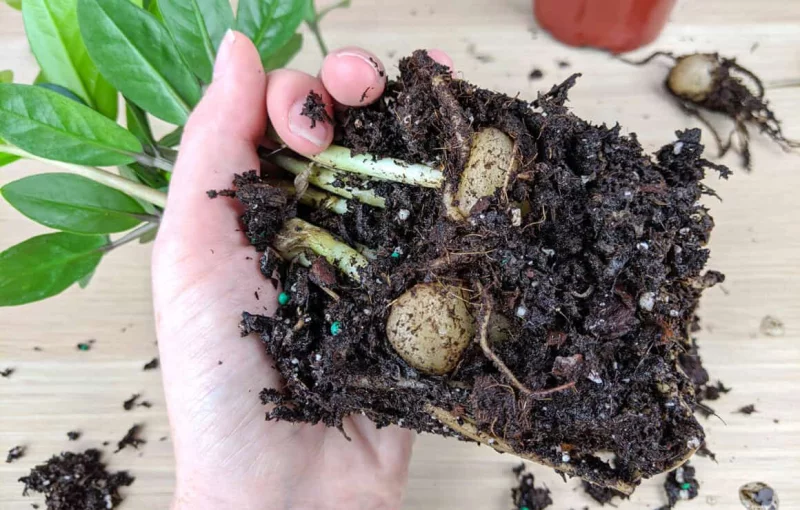 glücksfeder vermehren Zamioculcas rhizoma benutzen