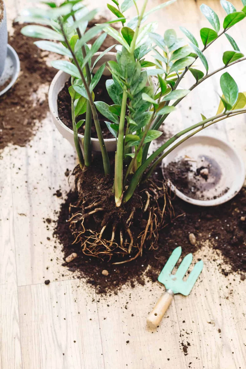 glücksfeder vermehren Zamioculcas vermehren wie geht das