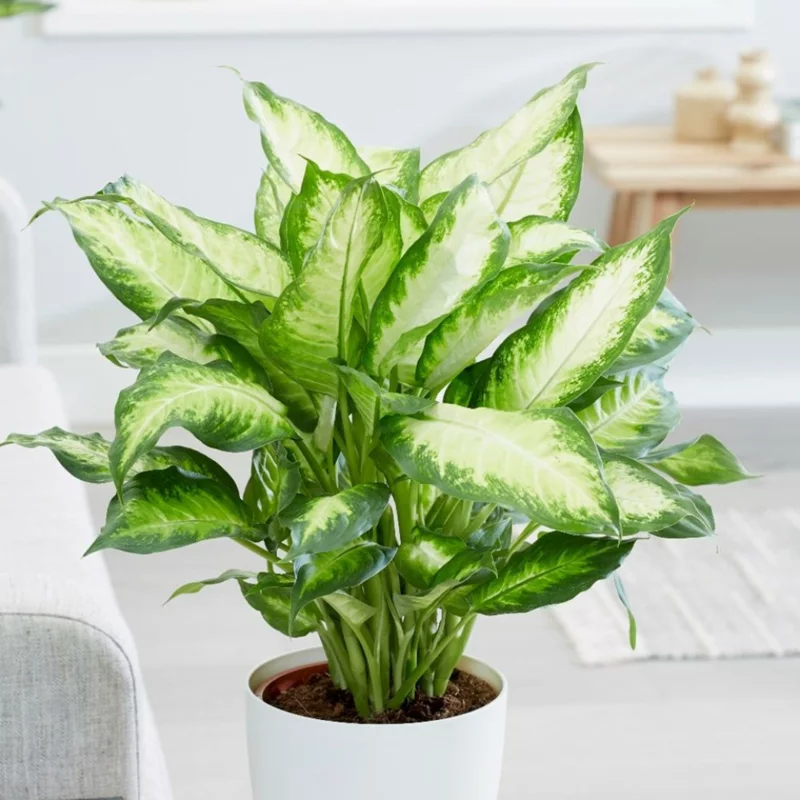 pflanzen fuer dunkle raeume dieffenbachia