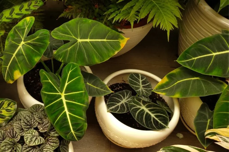 pflanzen fuer dunkle raeume philodendron