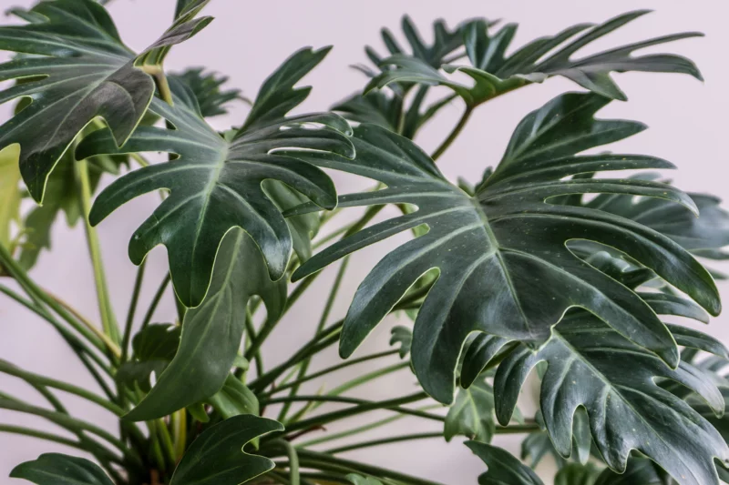 philodendron pflanzen fuer dunkle raeume