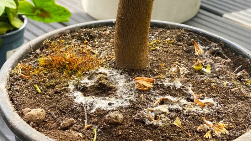 schimmel im blumentopf mögliche ursachen was machen