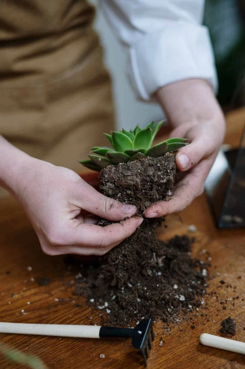 schimmel im blumentopf tipps problem bekämpfen