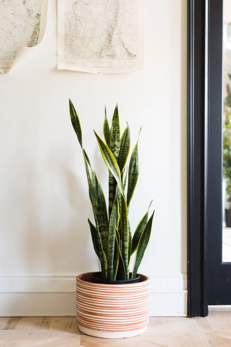 schnell wachsende zimmerpflanzen sansevieria