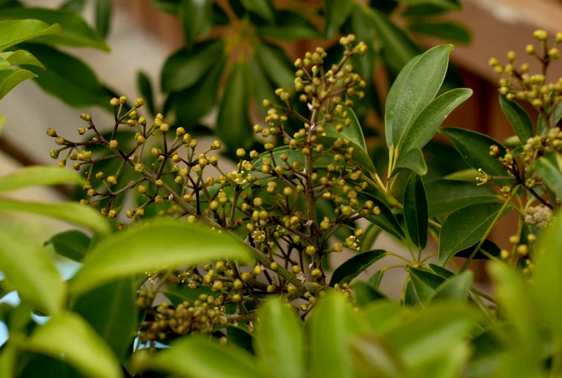 schnell wachsende zimmerpflanzen welche arten schefflera