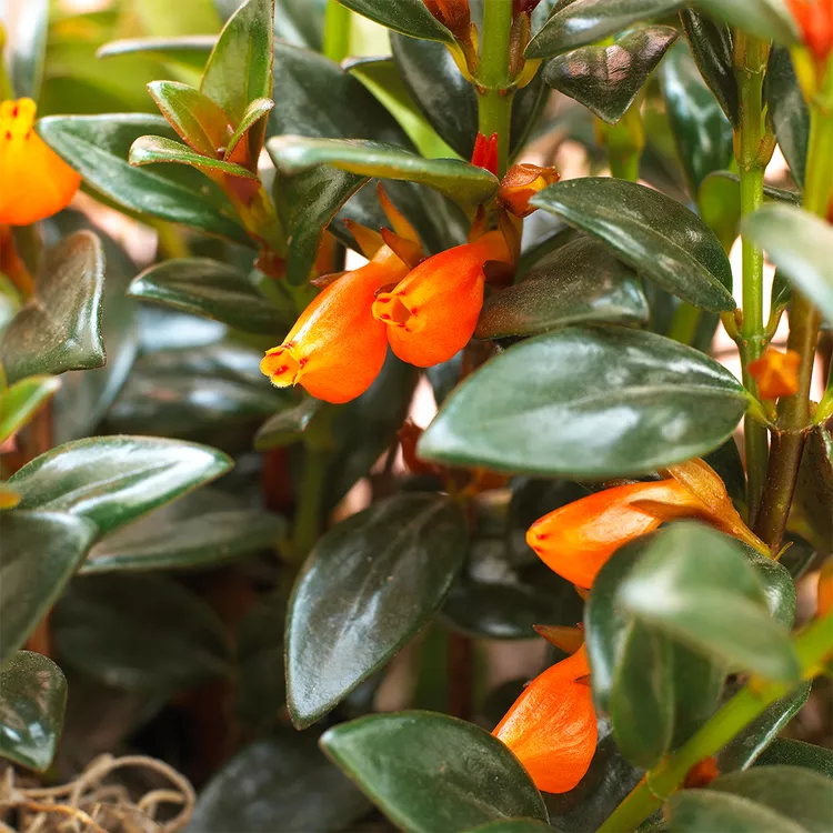 Bluehende Zimmerpflanzen glänzende gruene Blaetter orangefarbene Blueten