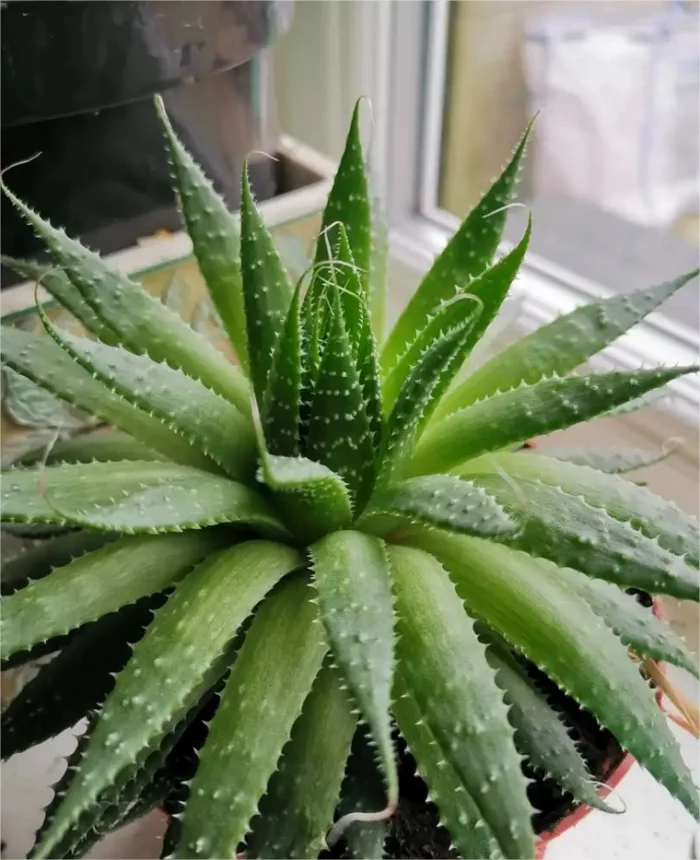 Gruene Zimmerpflanzen mit positiver Feng Shui Energie Aloe Vera fleischige saftige Blaetter