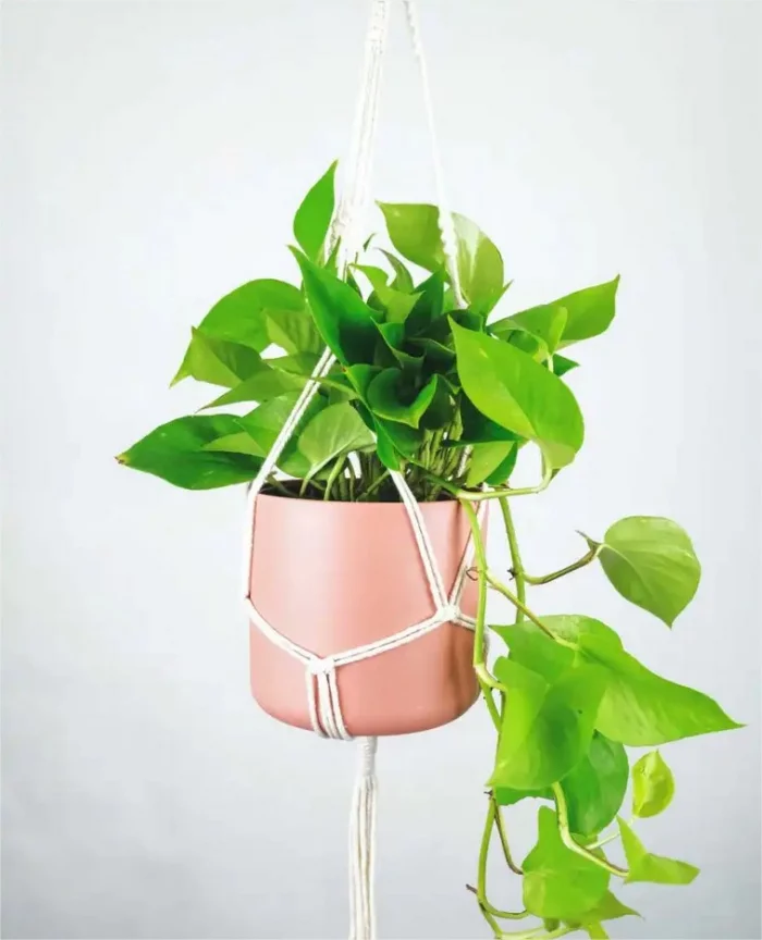 Gruene Zimmerpflanzen mit positiver Feng Shui Energie Efeutute Golden Pothos luftreinigende Eigenschaften