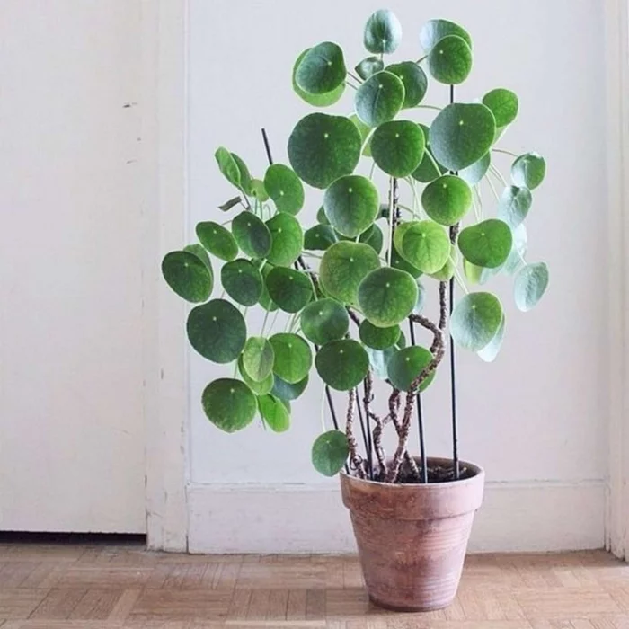 Gruene Zimmerpflanzen mit positiver Feng Shui Energie Geldbaum im Topf glänzend gruene Blaetter symbolisieren Reichtum Glueck