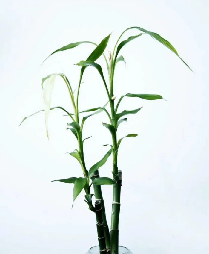 Gruene Zimmerpflanzen mit positiver Feng Shui Energie Gluecksbambus Symbol des Familiengluecks