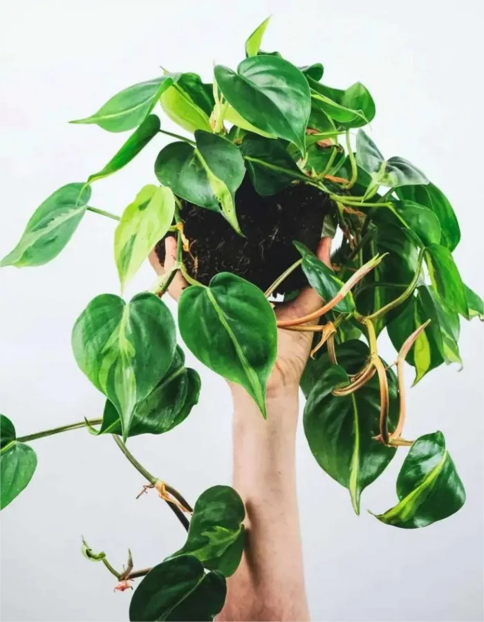  Gruene Zimmerpflanzen mit positiver Feng Shui Energie Herzblatt Philodendron