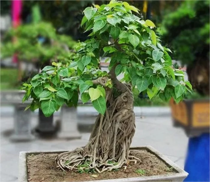 Gruene Zimmerpflanzen mit positiver Feng Shui Energie Peepal Bonsai Baum