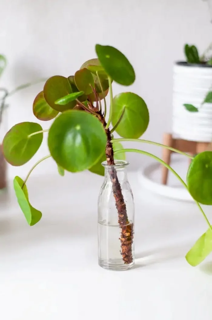 Gruene Zimmerpflanzen mit positiver Feng Shui Energie Pilea vermehren durch Ableger