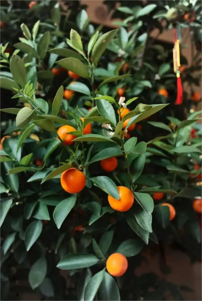 Gruene Zimmerpflanzen mit positiver Feng Shui Energie Zitrus Orangenbaum zu Hause pflegen