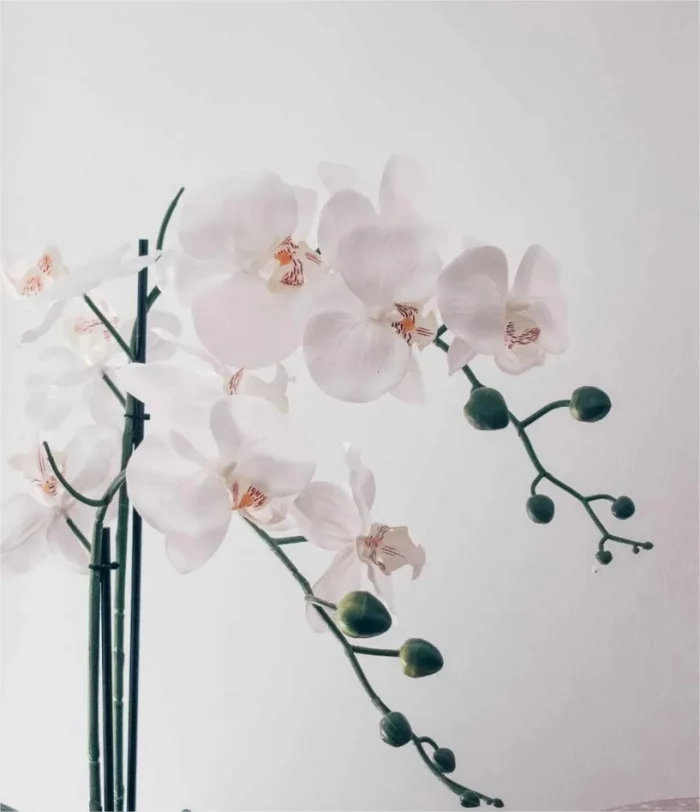 Gruene Zimmerpflanzen mit positiver Feng Shui Energie schoene orchideen bluehende Pflanzen fuer zu Hause