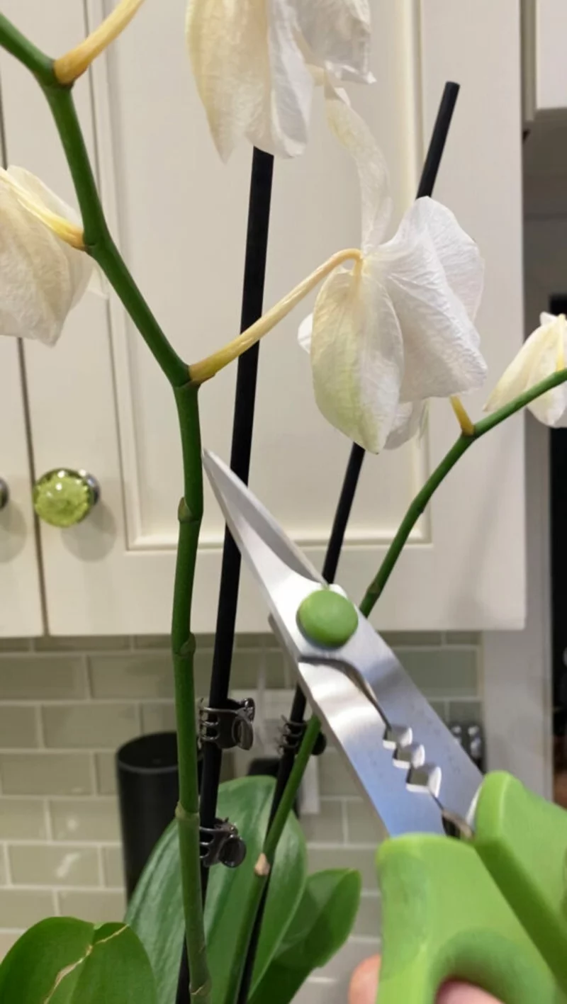 Orchidee während der Ruhephase pflegen richtig schneiden deinfiziert