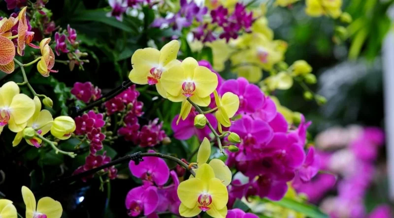 Orchidee während der Ruhephase pflegen richtig schneiden desinfiziert