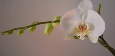 Orchidee während der Ruhephase pflegen wichtig bluete wurzel