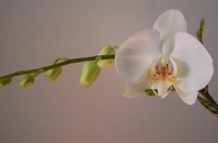 Orchidee während der Ruhephase pflegen wichtig bluete wurzel