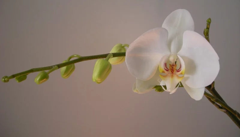 Orchidee während der Ruhephase pflegen wichtig bluete weiss