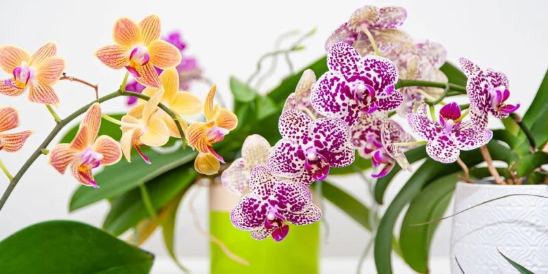 Orchidee während der Ruhephase pflegen wichtig bluete