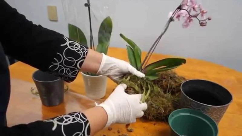 Orchidee während der Ruhephase pflegen wichtig gesund