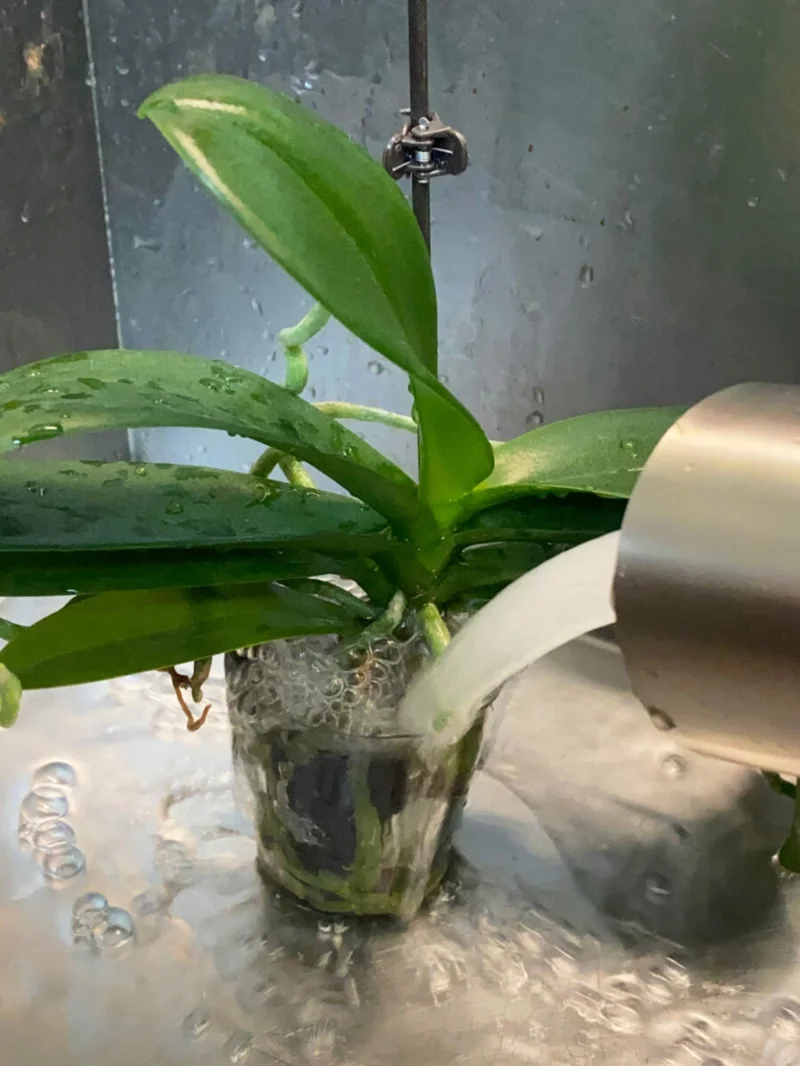 Orchidee während der Ruhephase pflegen wichtig junge pflanze waessern