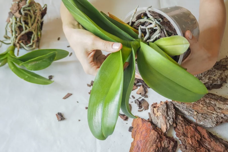 Orchidee während der Ruhephase pflegen wichtig junge pflanze waessern
