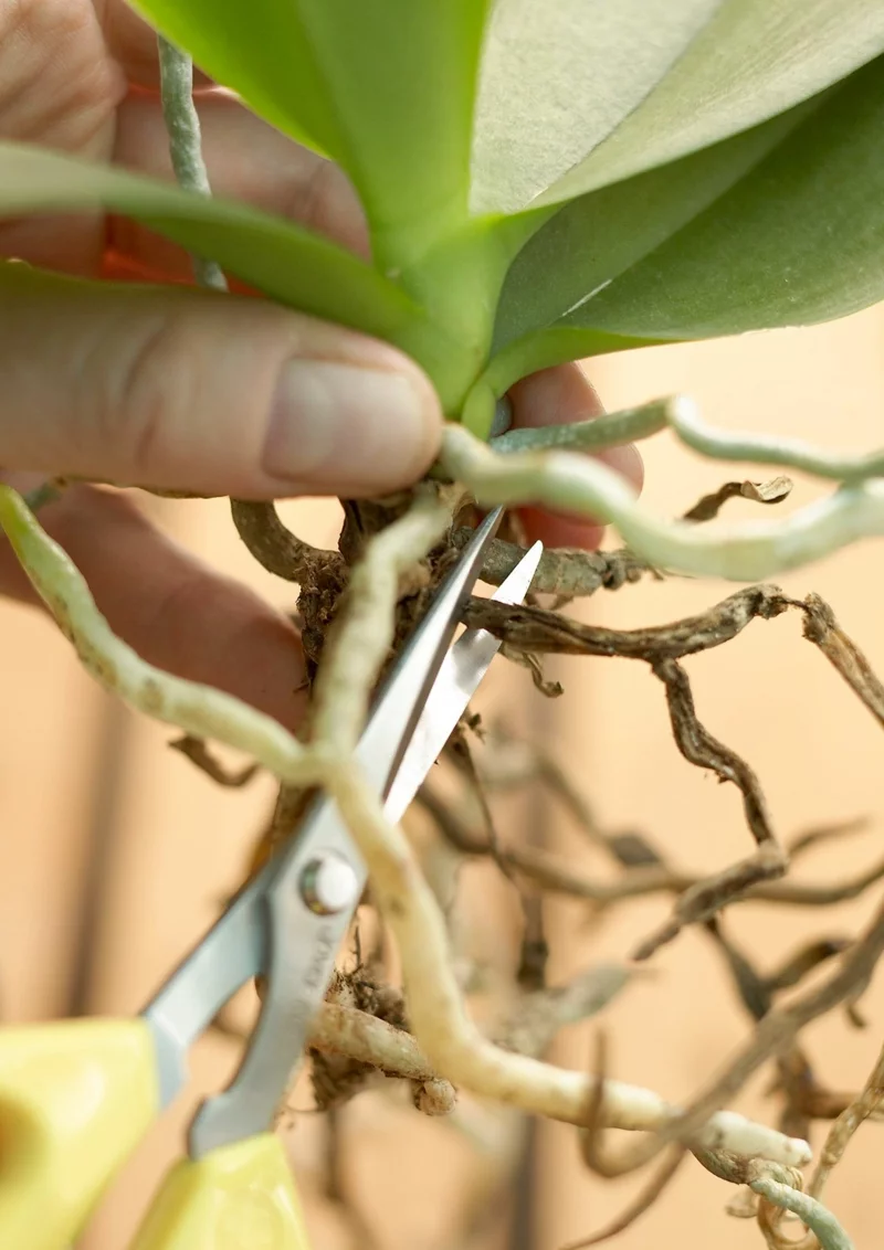 Orchidee während der Ruhephase pflegen wichtig orchideen richtig schneiden