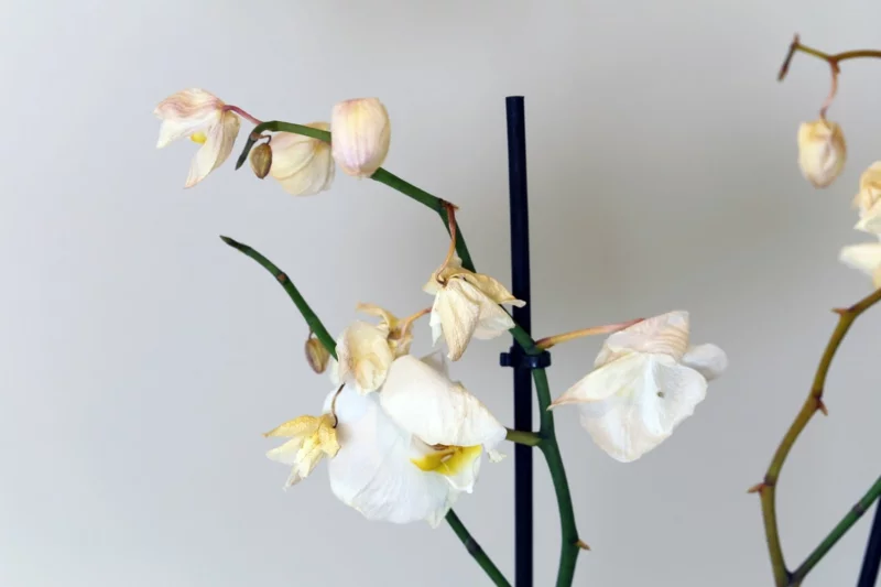 Orchidee während der Ruhephase pflegen wichtig verblueht