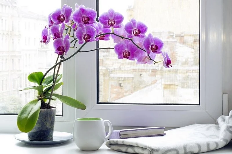 Orchideen giessen Tipps Pflegetipps