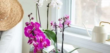 Orchideen mit Knoblauchwasser gießen