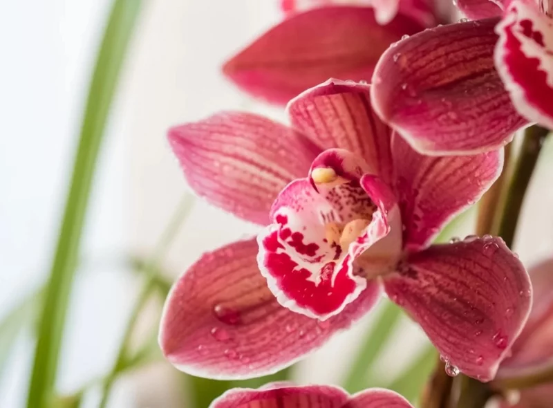 Orchideen giessen un bespruehen bluehende Zimmerpflanzen