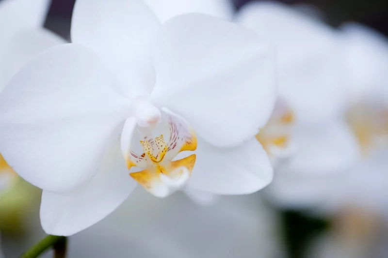 Orchideen giessen weisse Blueten praechtig