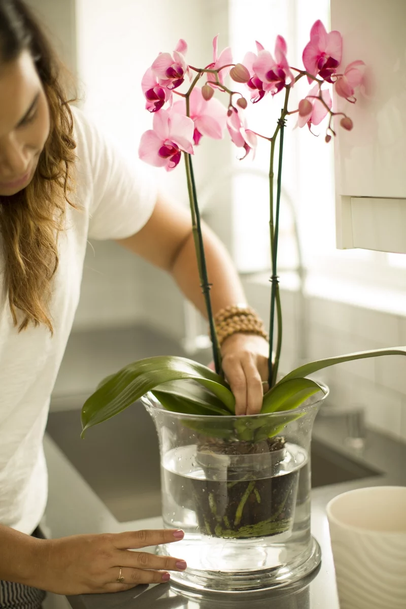 Orchideen richtig giessen Tipps