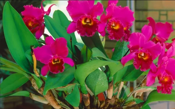 Romantische Blumen zum Valentinstag Cattleya Orchidee zart geformte rot-violette Blueten