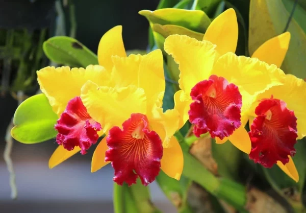 Romantische Blumen zum Valentinstag Cattleya Orchidee zarte Bluetenblaetter in sonnengelb rot