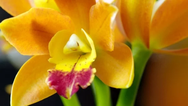 Romantische Blumen zum Valentinstag Cattleya orchidee gelbe Bluete zart geformt