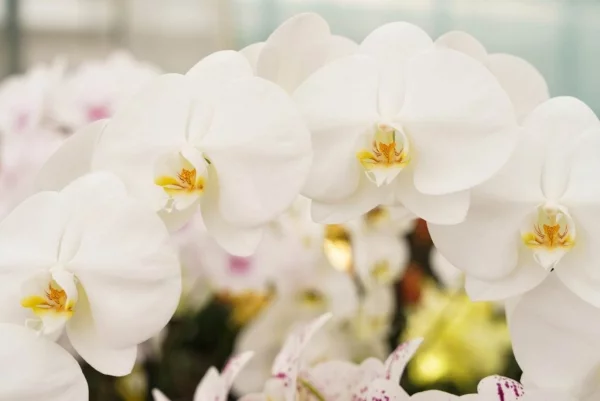 Romantische Blumen zum Valentinstag Orchidee weisse Blueten symbolisieren Reinheit Unschuld luxurioeser Touch