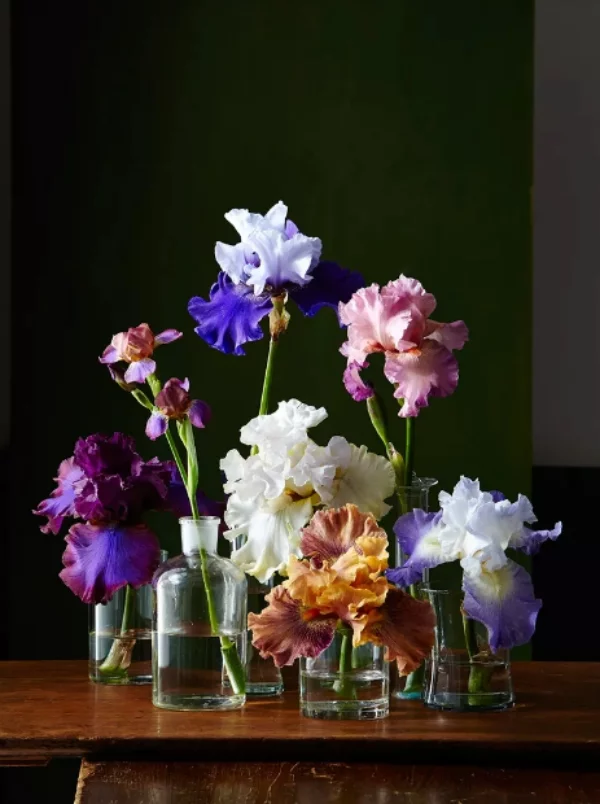 Romantische Blumen zum Valentinstag farbenfrohe Orchideenblueten in Vasen