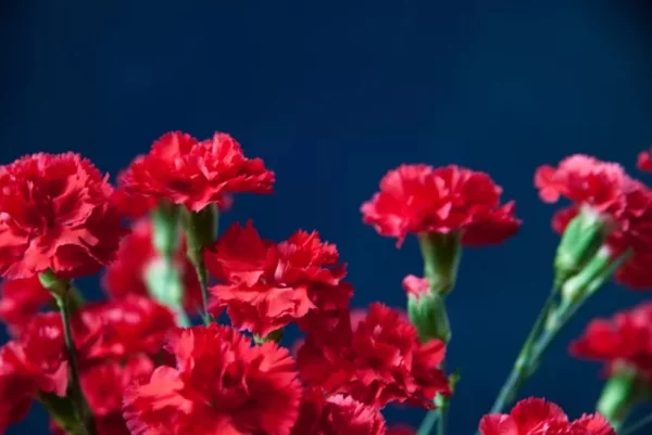 Romantische Blumen zum Valentinstag rote Nelken schenken symbolisieren Bewunderung Liebe Zuneigung