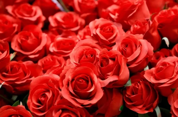 Romantische Blumen zum Valentinstag rote Rosen ewige Boten der Liebe symbolisieren starke Liebesgefuehle Leidenschaft